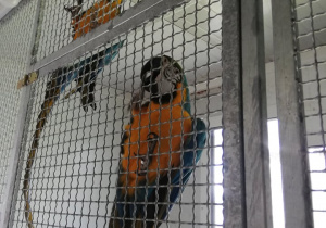 zwiedzanie przez dzieci papug w klatkach